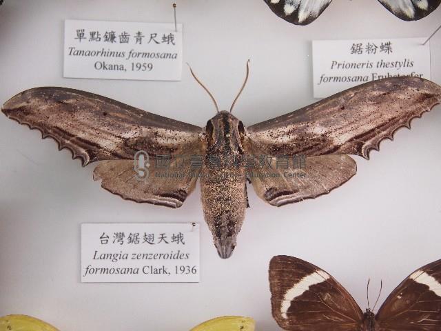 臺灣鋸翅天蛾藏品圖，第1張