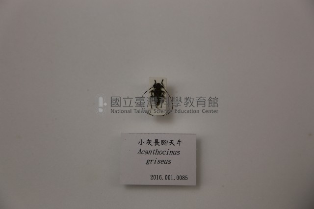 小灰長腳天牛藏品圖，第1張