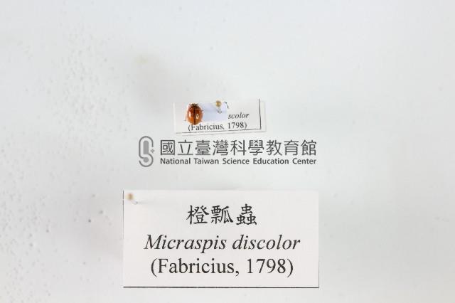 橙瓢蟲藏品圖，第1張