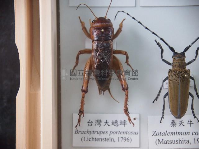 臺灣大蟋蟀藏品圖，第1張