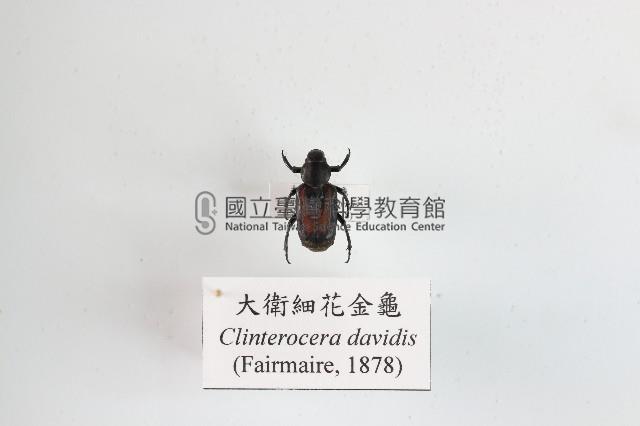 大衛細花金龜藏品圖，第1張