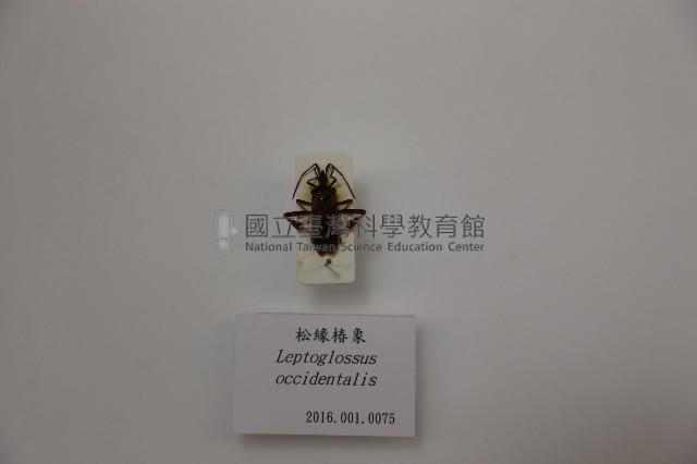 松緣椿象藏品圖，第1張