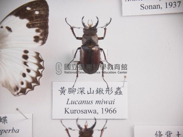 黃腳深山鍬形蟲藏品圖，第1張
