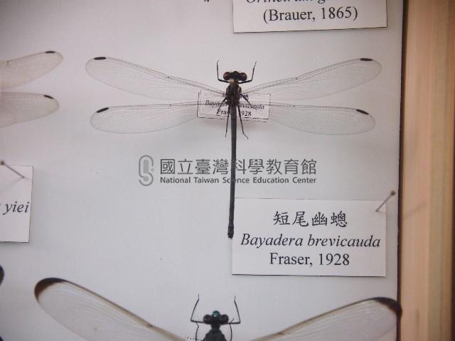 短尾幽蟌藏品圖，第1張