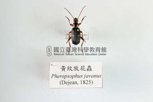 黃紋放屁蟲藏品圖，第1張