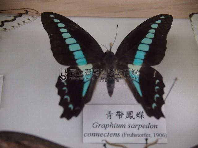 青帶鳳蝶藏品圖，第1張