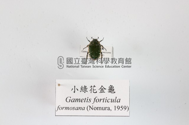 小綠花金龜藏品圖，第1張