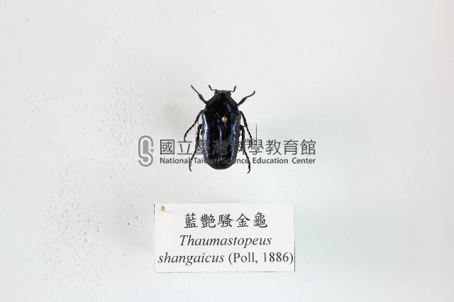 藍艷騷金龜藏品圖，第1張