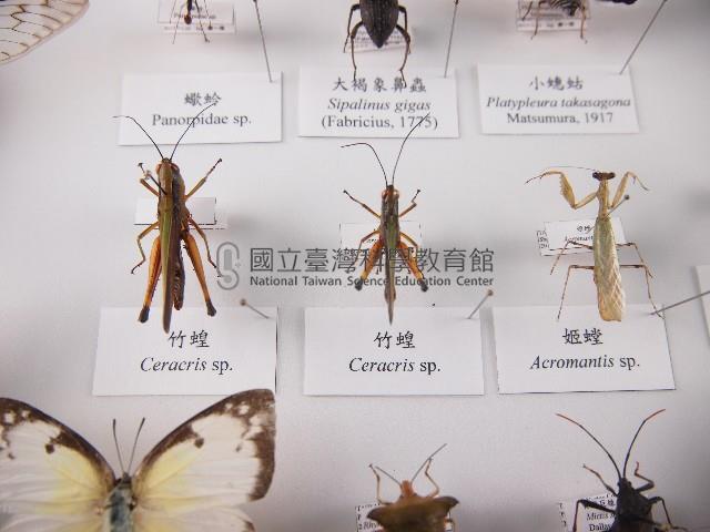 竹蝗藏品圖，第1張