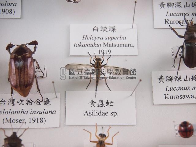 食蟲虻藏品圖，第1張