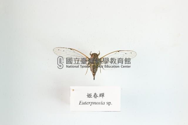 姬春蟬藏品圖，第1張