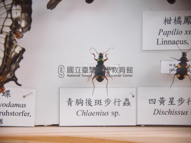 青胸後斑步行蟲藏品圖，第1張