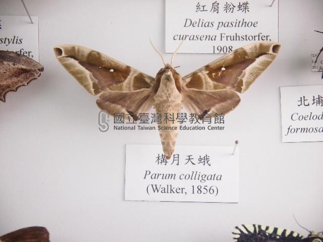 構月天蛾藏品圖，第1張
