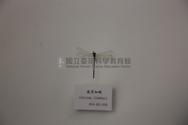 藍黑細蟌藏品圖，第1張