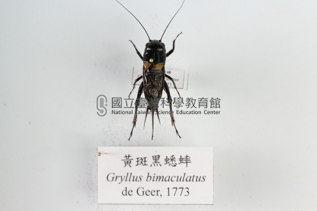黃斑黑蟋蟀藏品圖，第1張