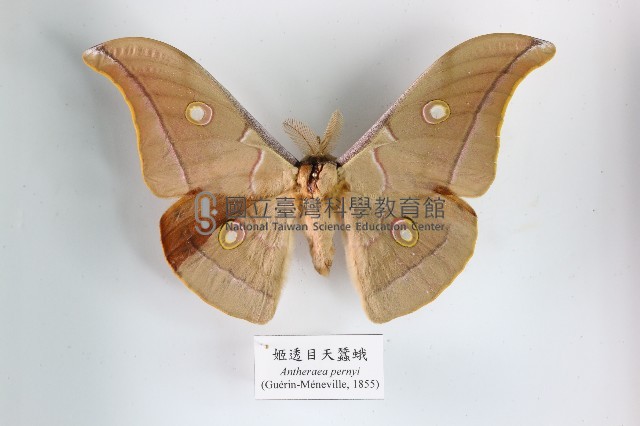 姬透目天蠶蛾藏品圖，第1張