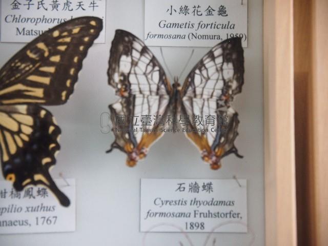 石牆蝶藏品圖，第1張