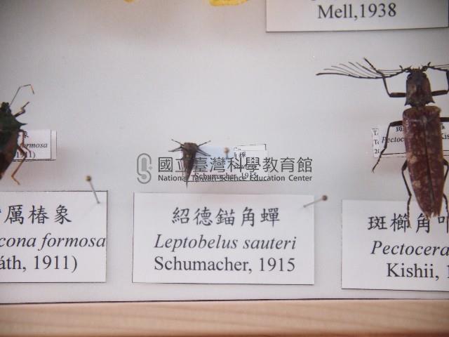 紹德錨角蟬藏品圖，第1張