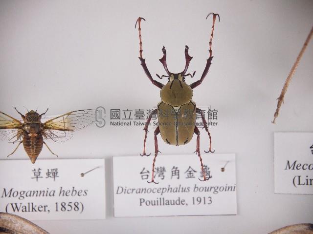 臺灣角金龜藏品圖，第1張