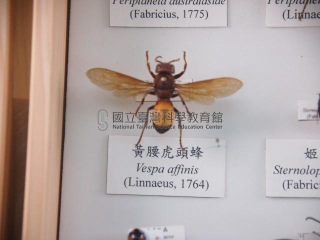 黃腰虎頭蜂藏品圖，第1張