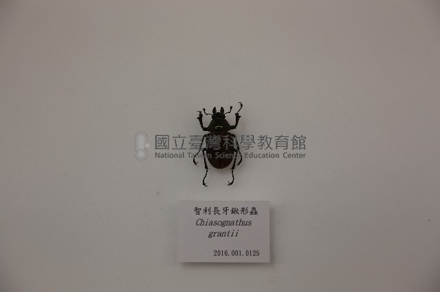 智利長牙鍬形蟲藏品圖，第1張