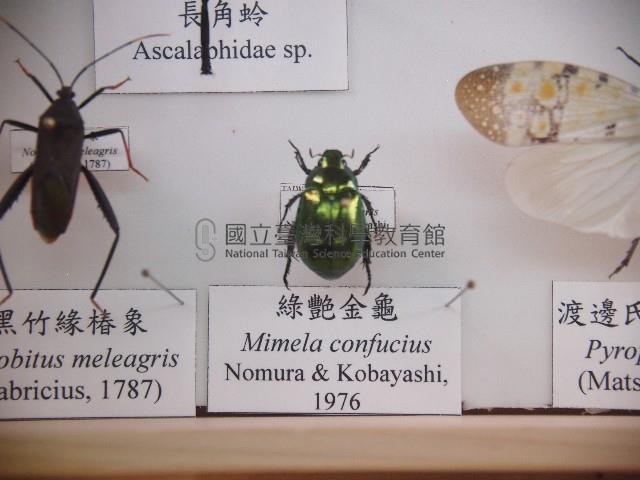 綠艷金龜藏品圖，第1張