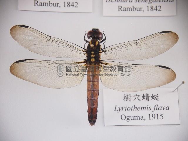 樹穴蜻蜓藏品圖，第1張