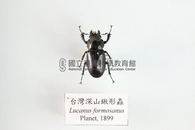 臺灣深山鍬形蟲藏品圖，第1張