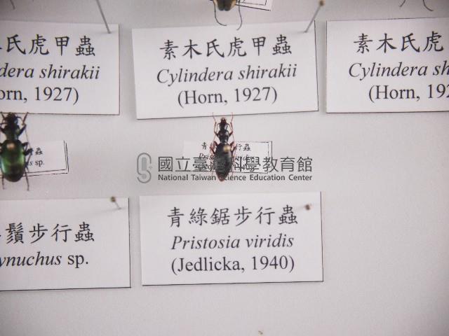 青綠鋸步行蟲藏品圖，第1張