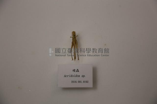 蝗蟲藏品圖，第1張