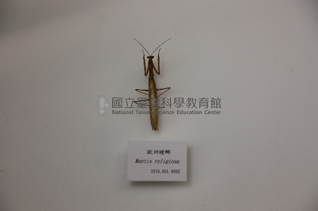 歐洲螳螂藏品圖，第1張