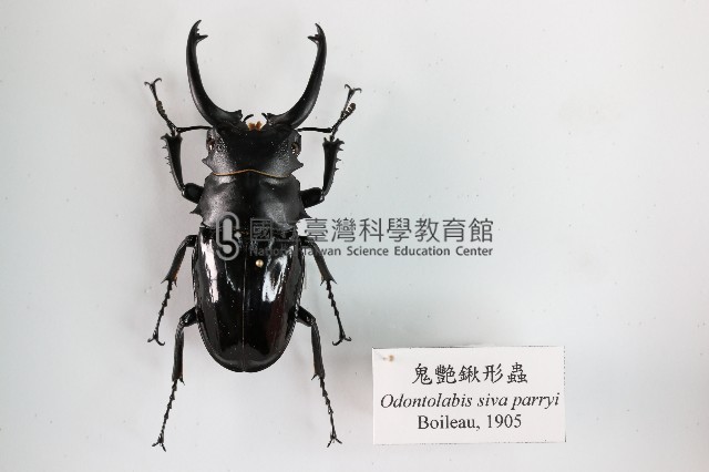 鬼艷鍬形蟲藏品圖，第1張