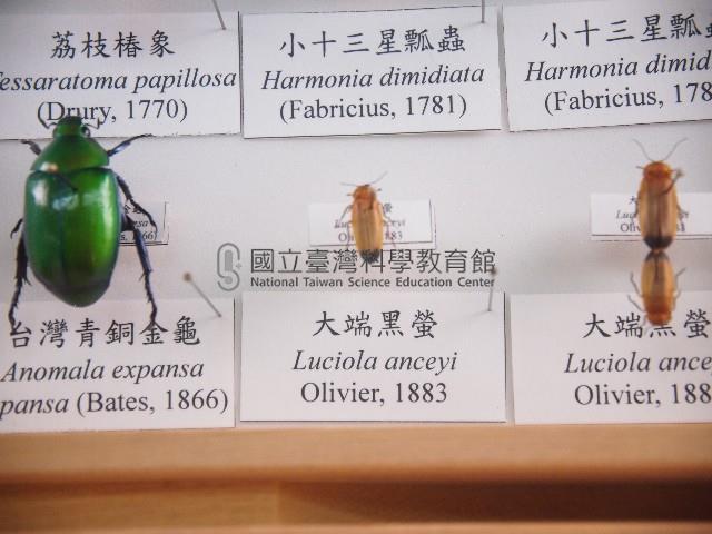 大端黑螢藏品圖，第1張