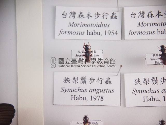 狹梨鬚步行蟲藏品圖，第1張