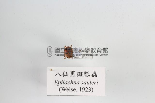 八仙黑斑瓢蟲藏品圖，第1張