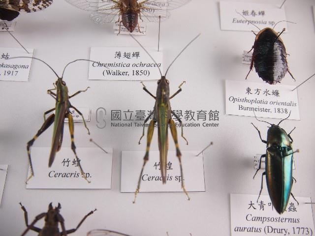 竹蝗藏品圖，第1張