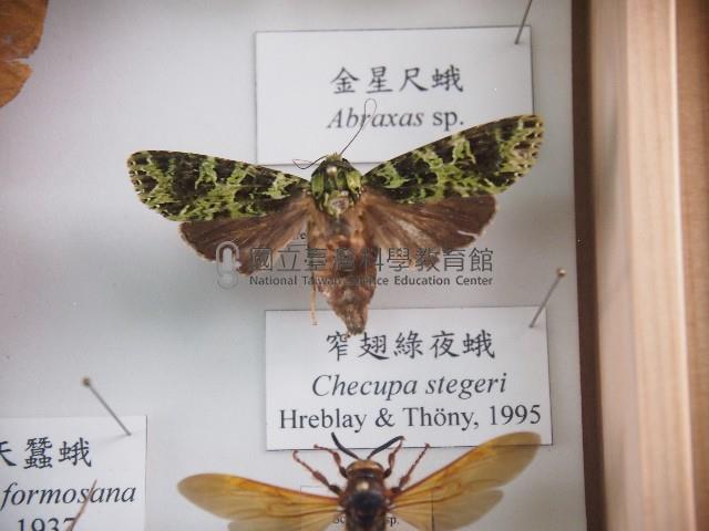 窄翅綠夜蛾藏品圖，第1張