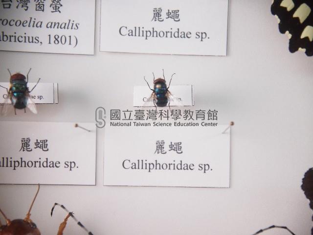 麗蠅藏品圖，第1張