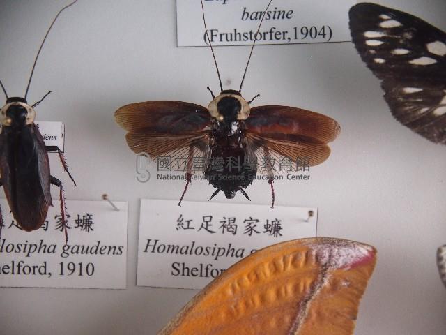 紅足褐家蠊藏品圖，第1張
