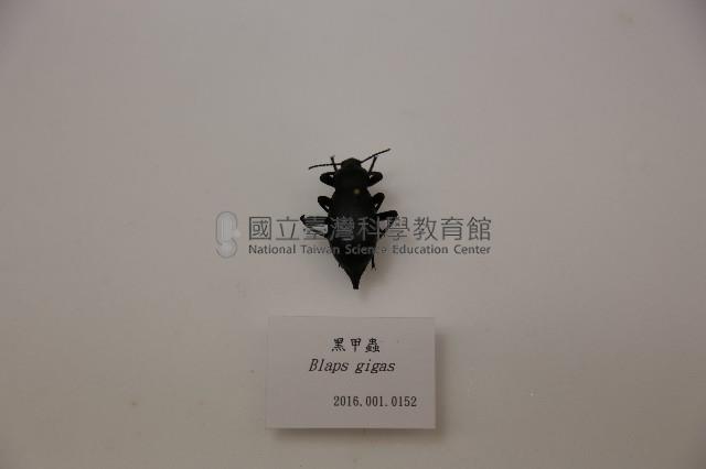 黑甲蟲藏品圖，第1張