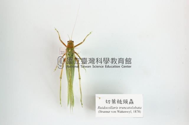 切葉糙頸螽藏品圖，第1張