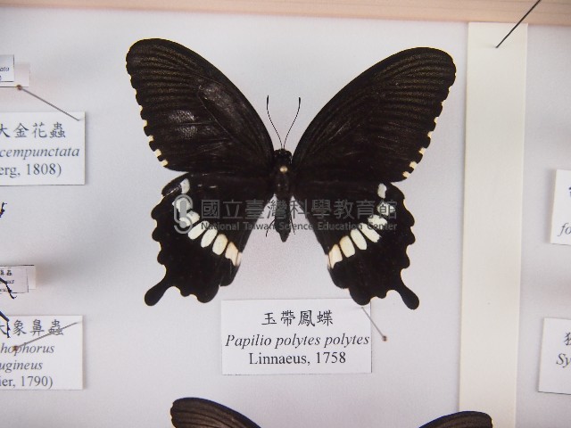玉帶鳳蝶藏品圖，第1張