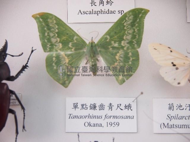 單點鐮齒青尺蛾藏品圖，第1張