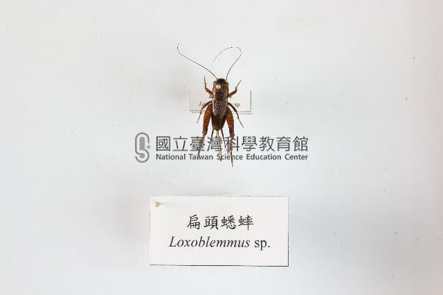 扁頭蟋蟀藏品圖，第1張