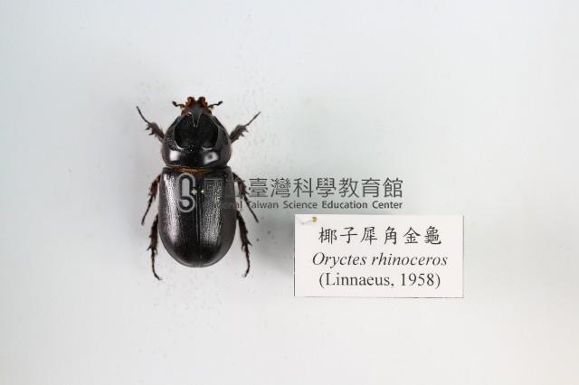 椰子犀角金龜藏品圖，第1張