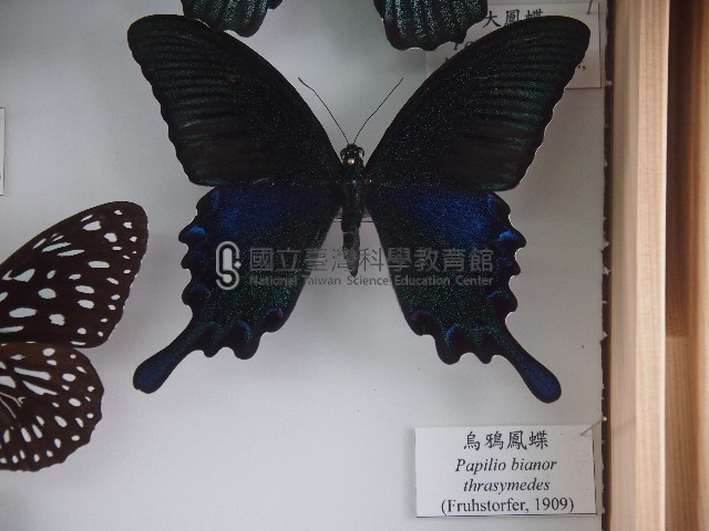 烏鴉鳳蝶藏品圖，第1張