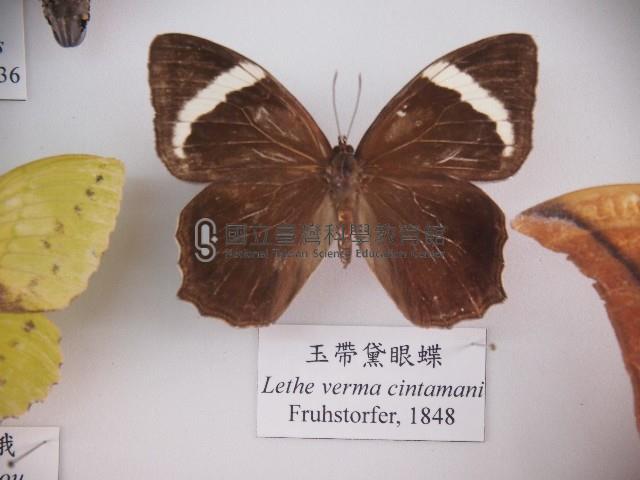 玉帶黛眼蝶藏品圖，第1張