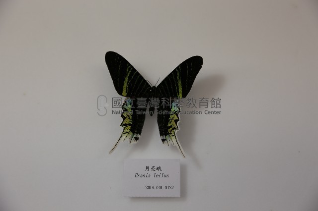 月亮蛾藏品圖，第1張