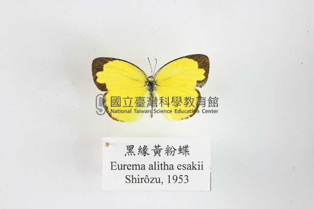 黑緣黃粉蝶藏品圖，第1張