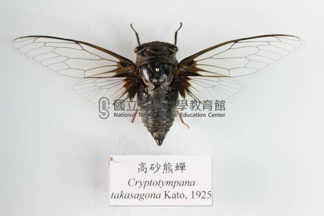 高砂熊蟬藏品圖，第1張